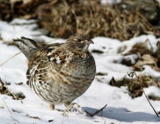Ruffed Grouse