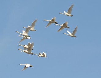 Flock of Tundra Swan in flight