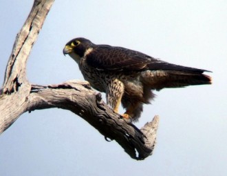 Peregrine Falcon perched on a branch