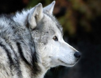 Gray Wolf