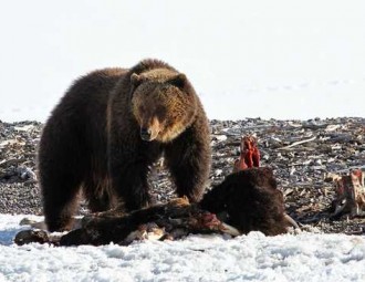Grizzly Bear on bison carcass