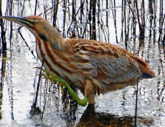 American Bittern