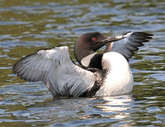 Common Loon on water