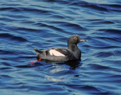 listen to Pigeon Guillemot