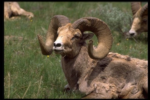 listen to Bighorn Sheep (Ram), Zion National Park