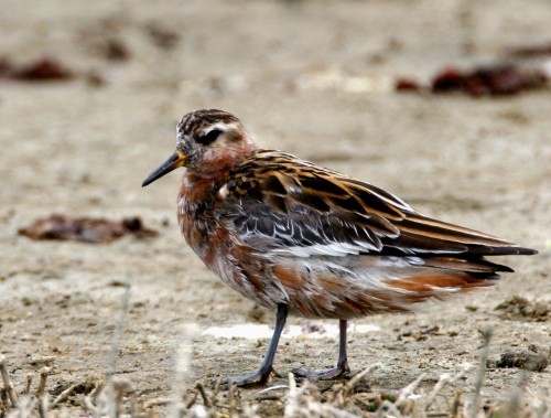 listen to Red Phalarope