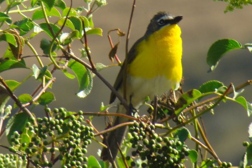 listen to Yellow-breasted Chat