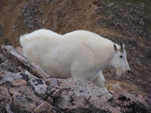 listen to Mountain Goat