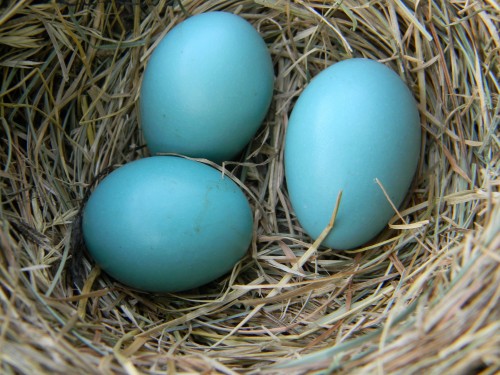 listen to American robins defending nest