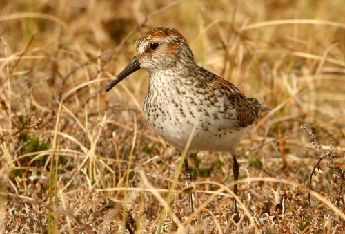 listen to Western Sandpiper