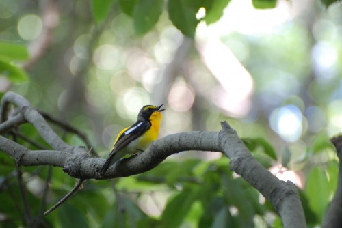 listen to Interview with Dr. Steven Hopp on why birds sing more in the springtime