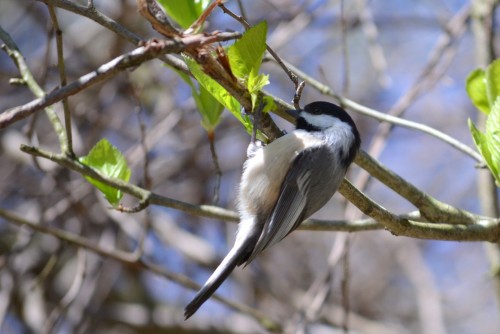 listen to Black-capped Chickadee