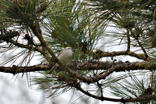 listen to Chipping Sparrow call (Type 2)