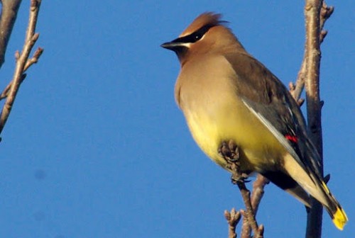 listen to Cedar Waxwing