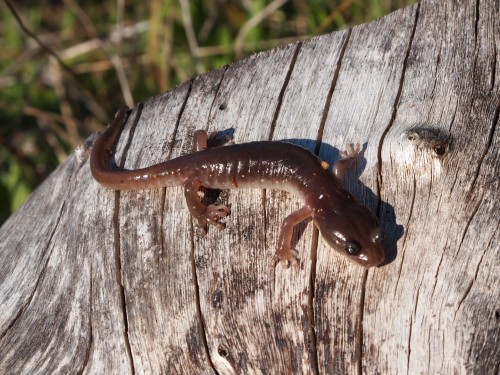 listen to Arboreal Salamander vocalization