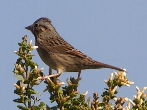 listen to Lincoln's  Sparrow (0001691)