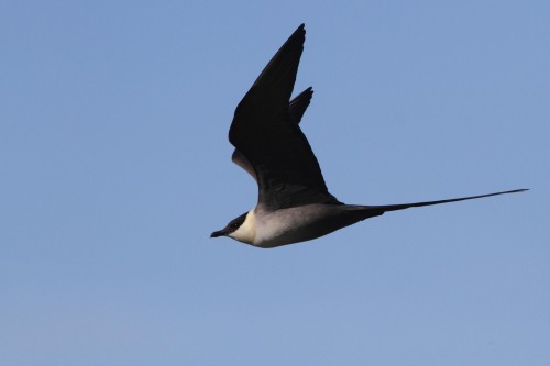 listen to Long-tailed Jaeger
