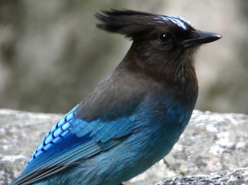 listen to Steller's Jay (0001676)