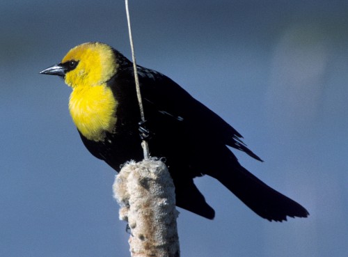 listen to Yellow-headed Blackbird (0001580)