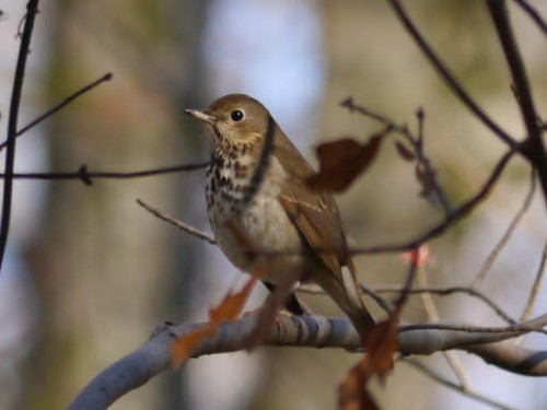 listen to Uinta National Forest (Utah) birdsong