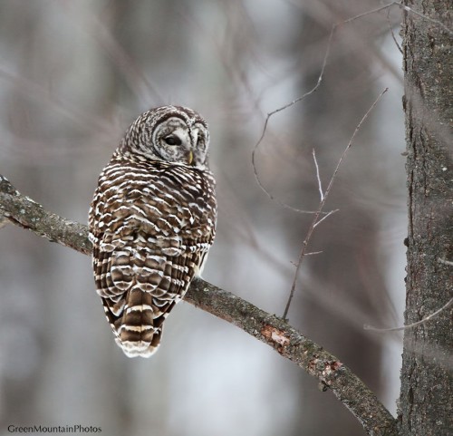 listen to Barred Owl catching mouse