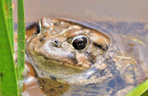 listen to Boreal Toad and birdsong, May 9, 2012 at 08:19 PM