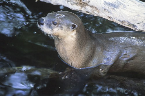 listen to Northern River Otter chirps