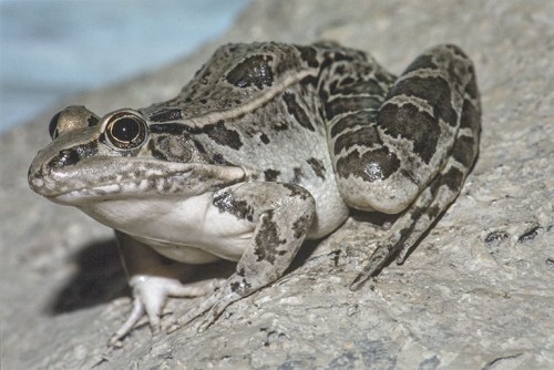 listen to Northern Leopard Frog (0001386)