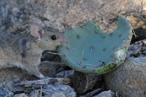 listen to White-throated Woodrat (Turner Island Woodrat) foot thumps