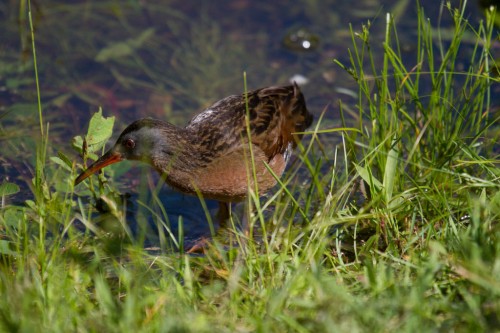 listen to Virginia Rail