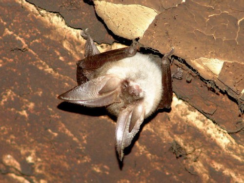 listen to Bat, Yosemite National Park