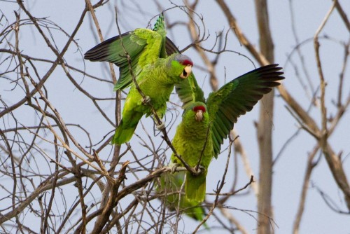 listen to Parrot flock in Pasadena, California