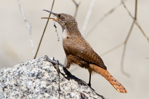 listen to Canyon Wren song at a distance, Grand Canyon National Park