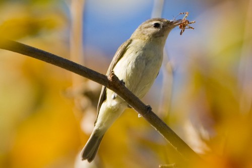 listen to Warbling Vireo, Yellow Warbler, and Lincoln's Sparrow