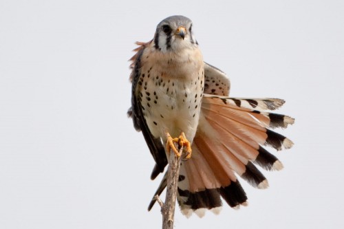 listen to American Kestrel calls