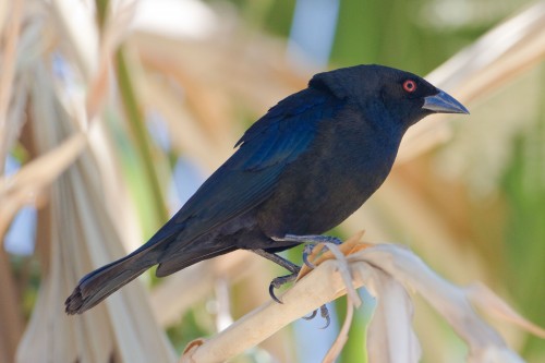 listen to Bronzed Cowbird