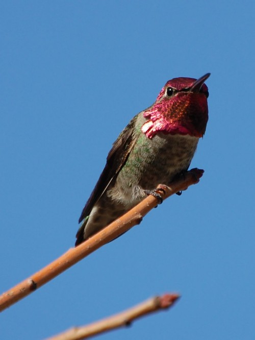 listen to Anna's Hummingbird call