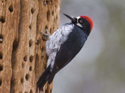 listen to Acorn Woodpecker calls, trilling, drumming