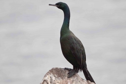 listen to Pelagic Cormorant