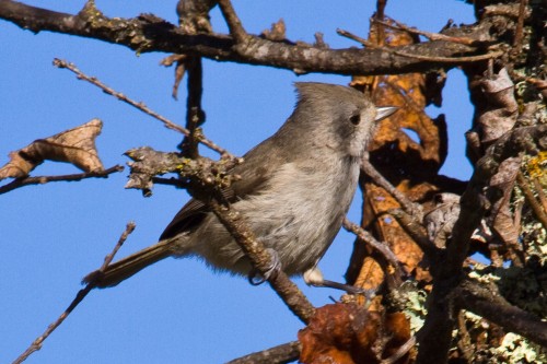 listen to Oak Titmouse