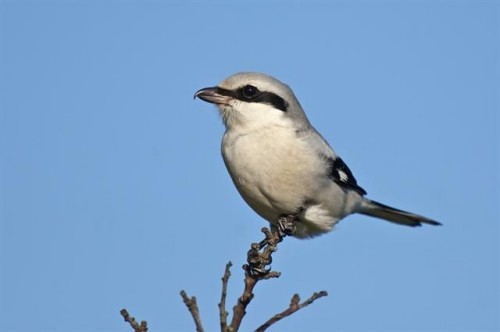 listen to Northern Shrike