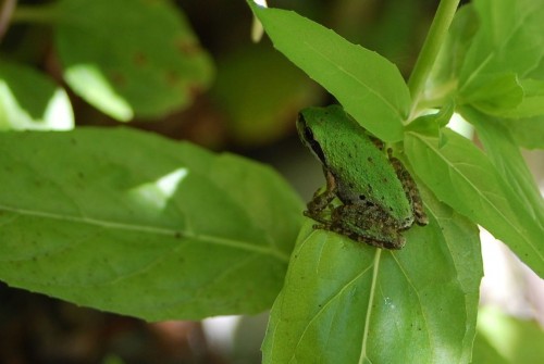 listen to Markworth State Forest (Washington) wetland chorus at 4:30AM