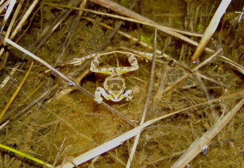 listen to Pacific Treefrogs at roadside wetland in western Washington