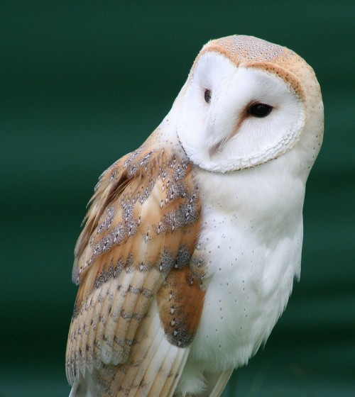 listen to Barn Owl hiss