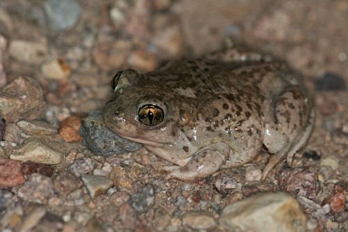 listen to New Mexico Spadefoot and Crickets