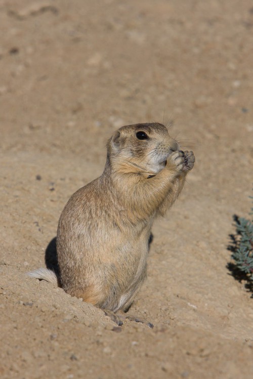 listen to White-tailed Prairie Dog (0001485)