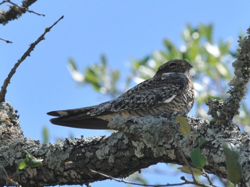 listen to Common Nighthawk, Wind Cave National Park