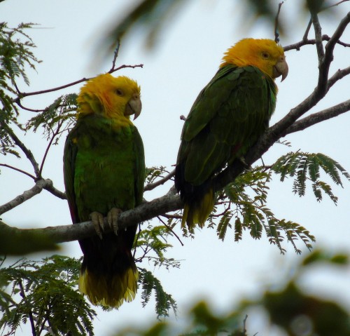 listen to Yellow-headed parrot