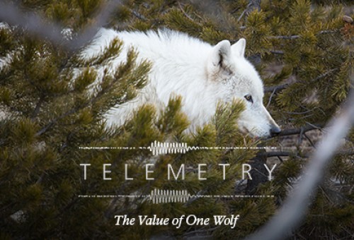 listen to Telemetry: The Value of One Wolf (Episode 5)