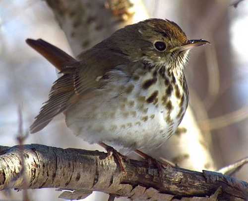 listen to Thrush, Yellowstone National Park